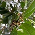 Manilkara obovata फूल
