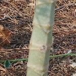 Kalanchoe prolifera Ŝelo