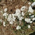 Achillea nobilisᱵᱟᱦᱟ