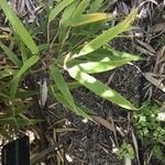 Chimonobambusa hejiangensis Blad