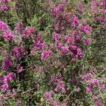 Indigofera heterantha Leaf