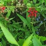 Lobelia cardinalisBlüte