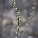 Sesamoides purpurascens Flor