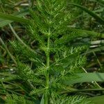 Sium latifolium Hoja