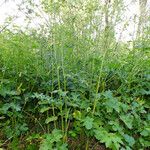 Heracleum sphondylium Habitus