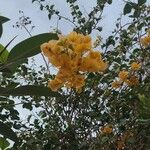 Bougainvillea × buttiana फूल