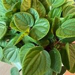 Peperomia albovittata Ліст