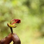Afzelia bipindensis Flor