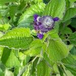 Salvia farinaceaЦвят