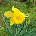 Narcissus pseudonarcissusFlower