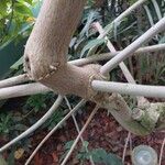 Malvaviscus arboreus Bark