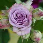 Rosa ferruginea