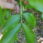 Melicoccus bijugatus Leaf