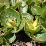 Salix herbacea Frukt