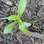 Gamochaeta purpurea Leaf