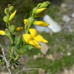 Genista anglica Flower