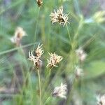 Carex praecox Blüte