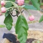 Malus coronaria Leaf