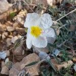 Helianthemum apenninumBloem