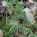 Lycopodium complanatum Fuelha