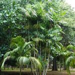 Ptychosperma macarthurii Hoja