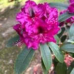 Rhododendron spp. ᱵᱟᱦᱟ