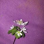 Anemonella thalictroides Квітка
