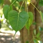 Ficus religiosa Leaf