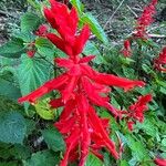 Salvia splendensFlower