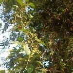 Searsia natalensis Fruit