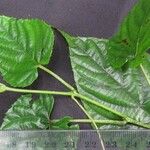 Vitis tiliifolia Ďalší