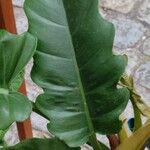 Philodendron bipennifolium Blad