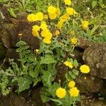 Sonchus ustulatus Habit