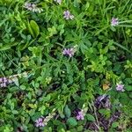 Polygala polygama Floare