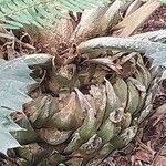 Encephalartos ferox Azala