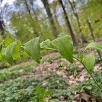 Polygonatum multiflorumLorea