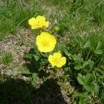 Potentilla grandiflora 花