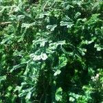 Selaginella martensii 叶