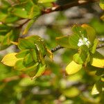 Ernodea littoralis Hoja