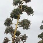 Agave fourcroydes Hábito