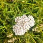 Achillea millefoliumΛουλούδι