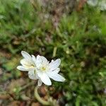 Ornithogalum concinnum