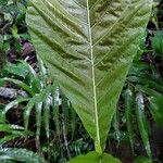 Pentagonia wendlandii Hoja