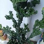 Euphorbia lactea Frunză