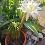 Echinopsis oxygona Kvet