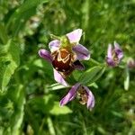 Ophrys apiferaKvet