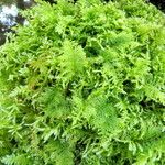 Selaginella pallescens عادت داشتن