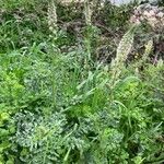 Reseda alba Habitus