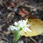 Allium tuberosum Cvet