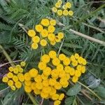 Tanacetum vulgareফুল